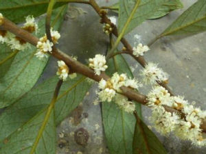 柔毛山礬 柔毛山礬