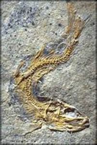 真骨附類 真骨附類