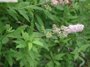 繡線菊(群芳譜)