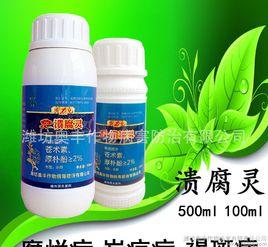 獼猴桃膏藥病 獼猴桃膏藥病