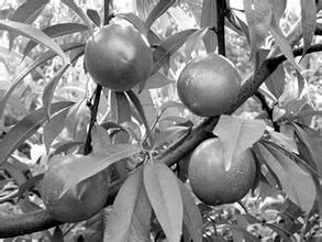 霞光油桃 霞光油桃