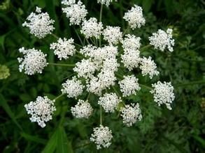 狹苞薄葉天名精