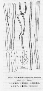 針葉褐褶菌 針葉褐褶菌