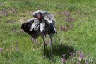 隆寶灘黑頸鶴自然保護區