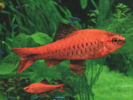 紅玫瑰魚 紅玫瑰魚