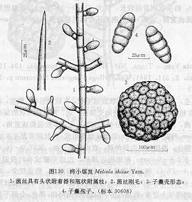 栲小煤炱 栲小煤炱
