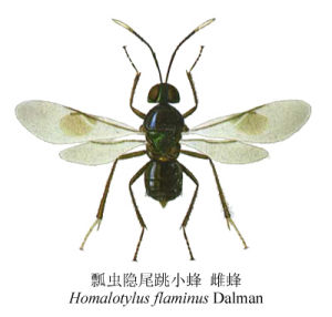 瓢蟲隱尾跳小蜂