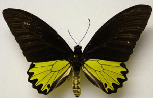 莫氏裳鳳蝶 莫氏裳鳳蝶