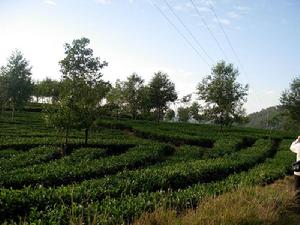 筷子箐自然村茶葉種植業