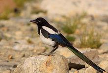 喜鵲新疆亞種(圖2)