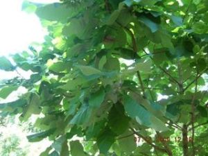 大葉五加 大葉五加