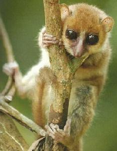 麥克阿瑟倭狐猴 麥克阿瑟倭狐猴