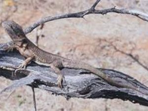 西部鬃獅蜥 西部鬃獅蜥