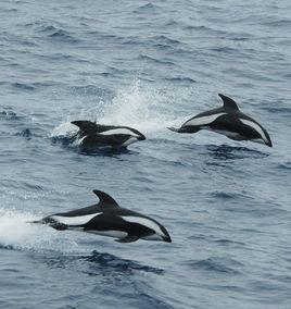沙漏斑紋海豚 沙漏斑紋海豚