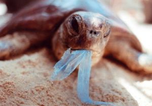 海龜在吞食塑膠袋
