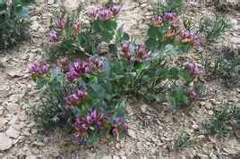 阿克蘇黃耆 阿克蘇黃耆