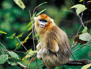 蜘蛛猴科 蜘蛛猴科