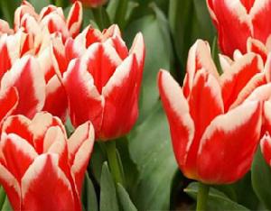 （圖）荷蘭鬱金香