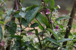 毛蕊鐵線蓮 毛蕊鐵線蓮