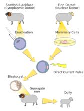 多莉的創作過程