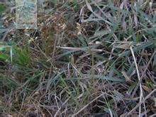 擬兩歧飄拂草 擬兩歧飄拂草