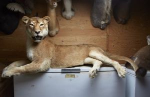 動物標本剝製術 動物標本剝製術