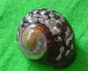 交織鐘螺 交織鐘螺