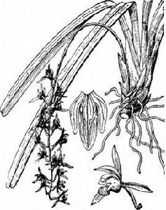 硬葉吊蘭石 硬葉吊蘭石