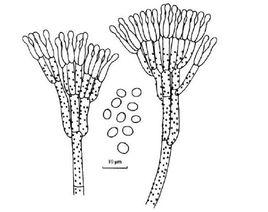 櫟實青黴 櫟實青黴