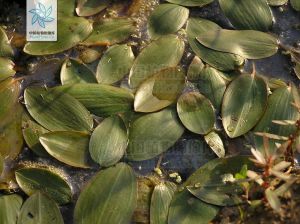 浮葉眼子菜 浮葉眼子菜