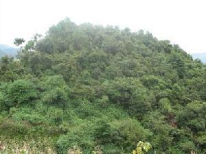 窩拖落村天然林