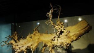 古木博物館 古木博物館