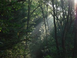 乾飯盆國家森林公園