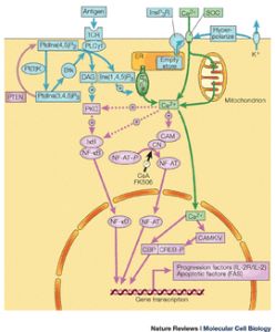輔助T細胞 輔助T細胞