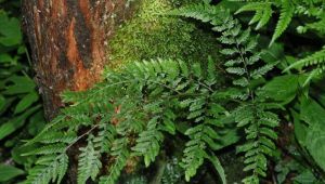 高山蹄蓋蕨 高山蹄蓋蕨