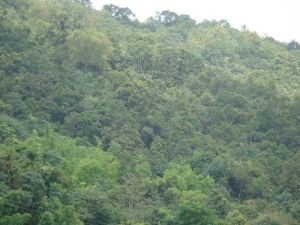 楊偏胡自然村 楊偏胡自然村