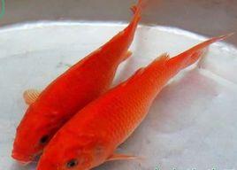 萬安玻璃紅鯉魚 萬安玻璃紅鯉魚