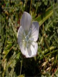 合萼肋柱花 合萼肋柱花