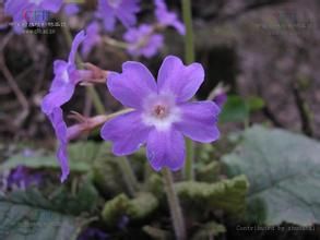 卵葉報春 卵葉報春