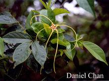 羊角紐花[植物]