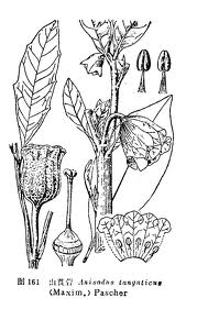 唐古特莨菪 唐古特莨菪