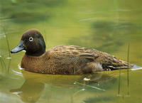 Campbell Islands Teal