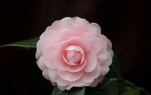 山茶花的花語 山茶花的花語