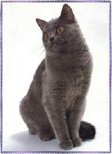 夏爾特流貓 夏爾特流貓