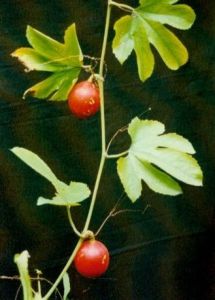 紅花栝樓 紅花栝樓