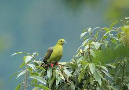 針尾綠鳩滇南亞種 針尾綠鳩滇南亞種