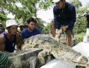 泰國烏泰他尼府 鱷魚大撤離