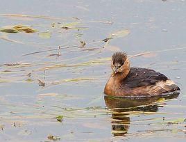 小鸊鵜所羅門亞種 小鸊鵜所羅門亞種