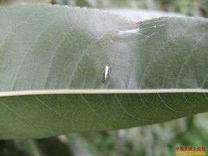 桃樹潛葉蛾 桃樹潛葉蛾