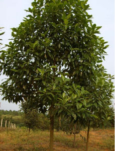 樂東擬單性木蘭 樂東擬單性木蘭